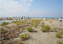 毎年２回、重信川の水辺を清掃するボランティアです。